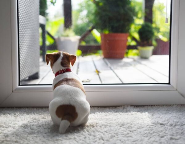 cerrajería y sistemas de seguridad para mascotas